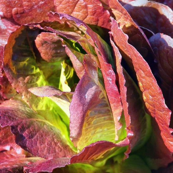 Rouge d'Hiver Lettuce Seeds online shopping