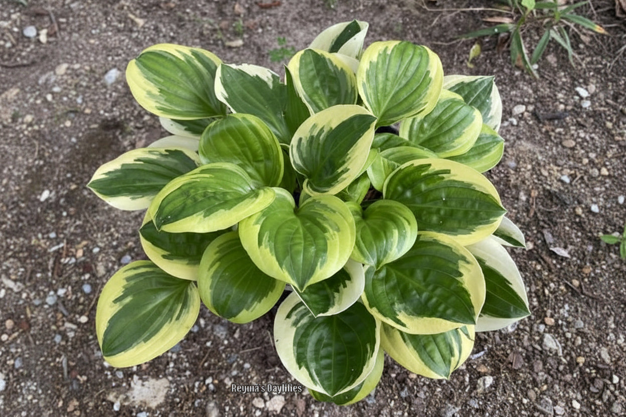 Fruit Loop Hosta