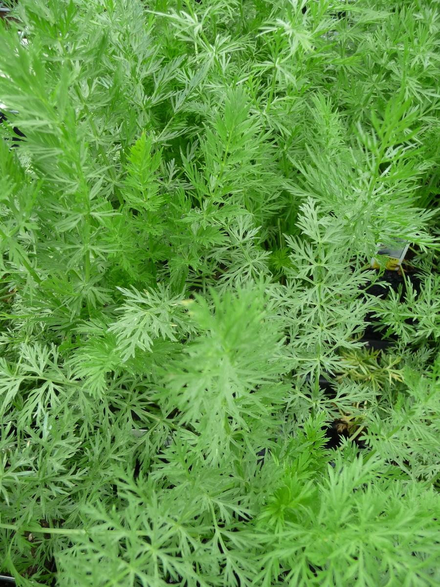 Caraway seeds online shopping