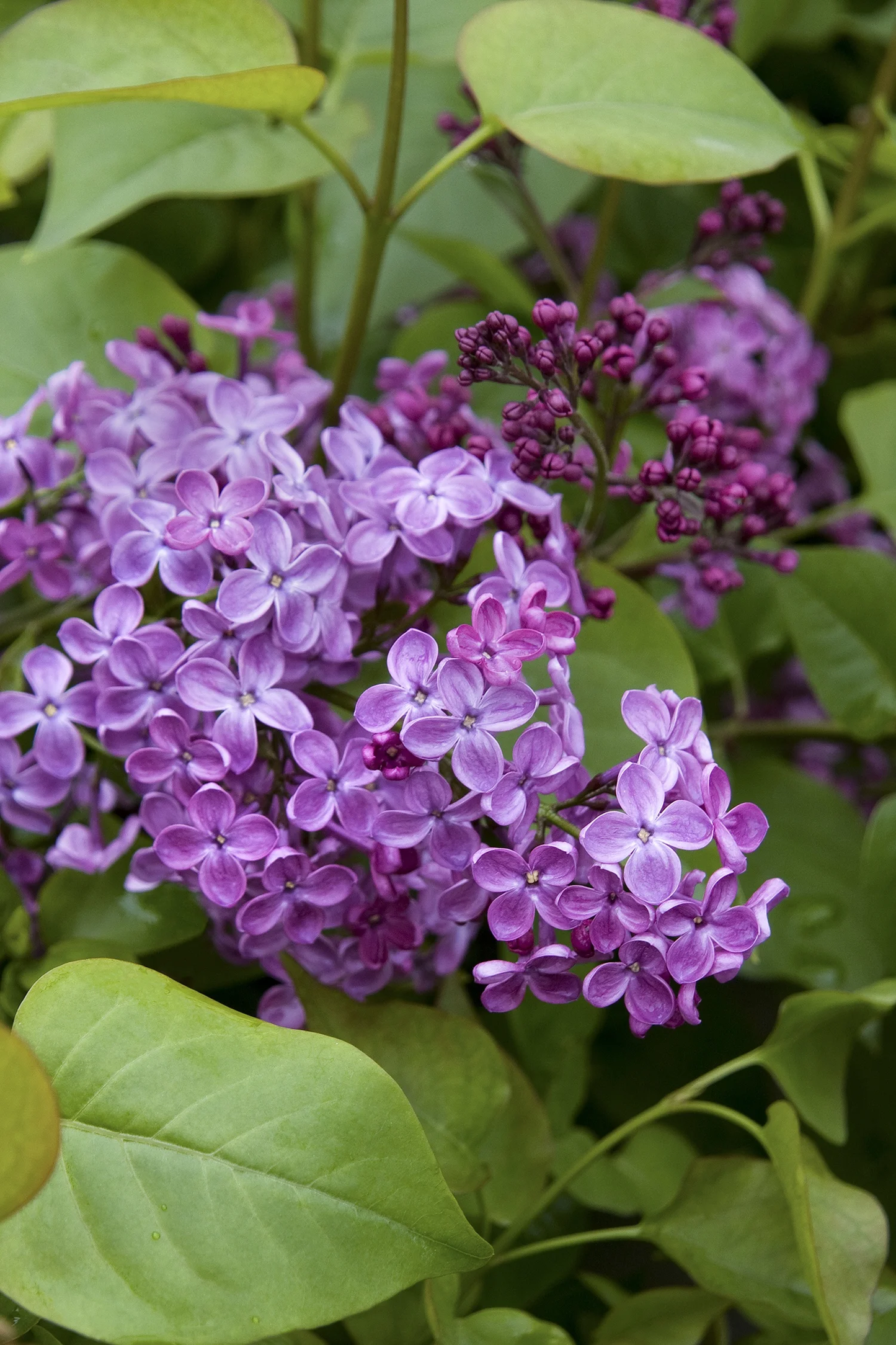 Pocahontas Lilac