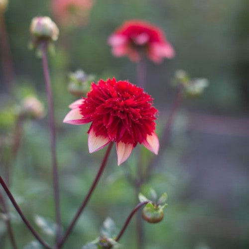 Getty Up Dahlia