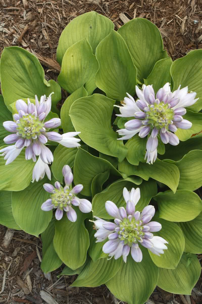 Sun Flower Hosta