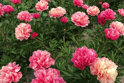 Paeonia Lactiflora Lorelei