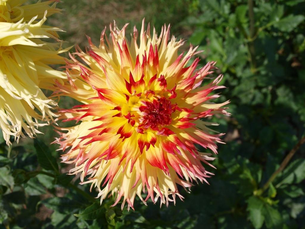 Pinelands Pam Dahlia