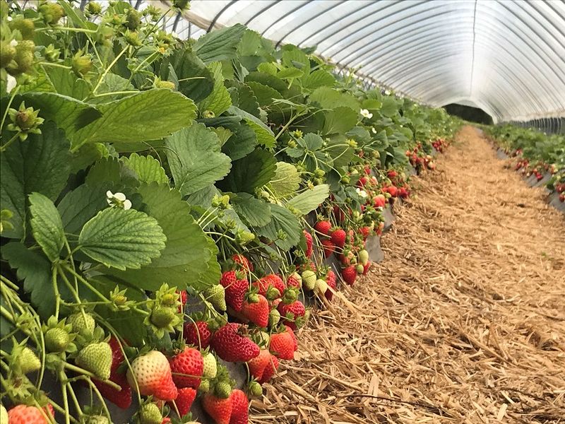 Sweet Ann Day Neutral Strawberry