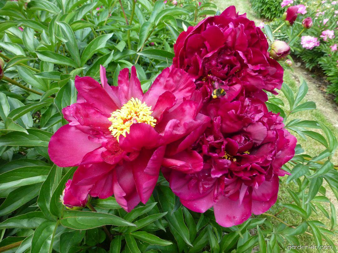 Paeonia Lactiflora Adolphe Rousseau