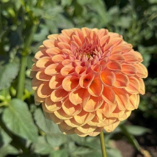 Brewskie Dahlia Plants online shopping