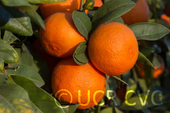 Rangpur Lime Seed citrus plant material online shopping