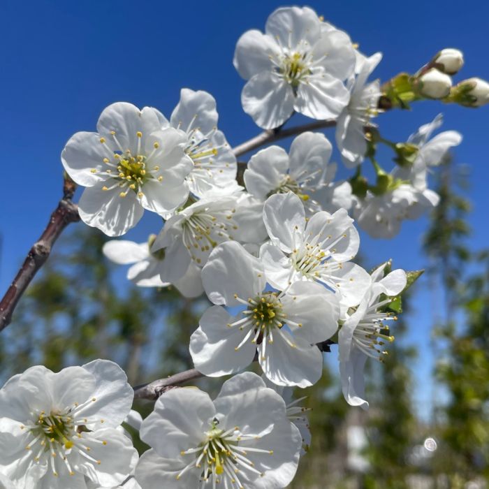 Montmorency Heirloom Sour Cherry