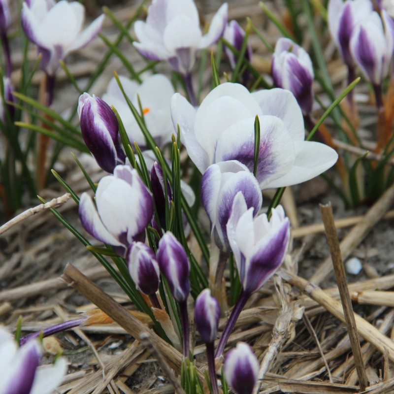 Lady Killer Snow Crocus Corms