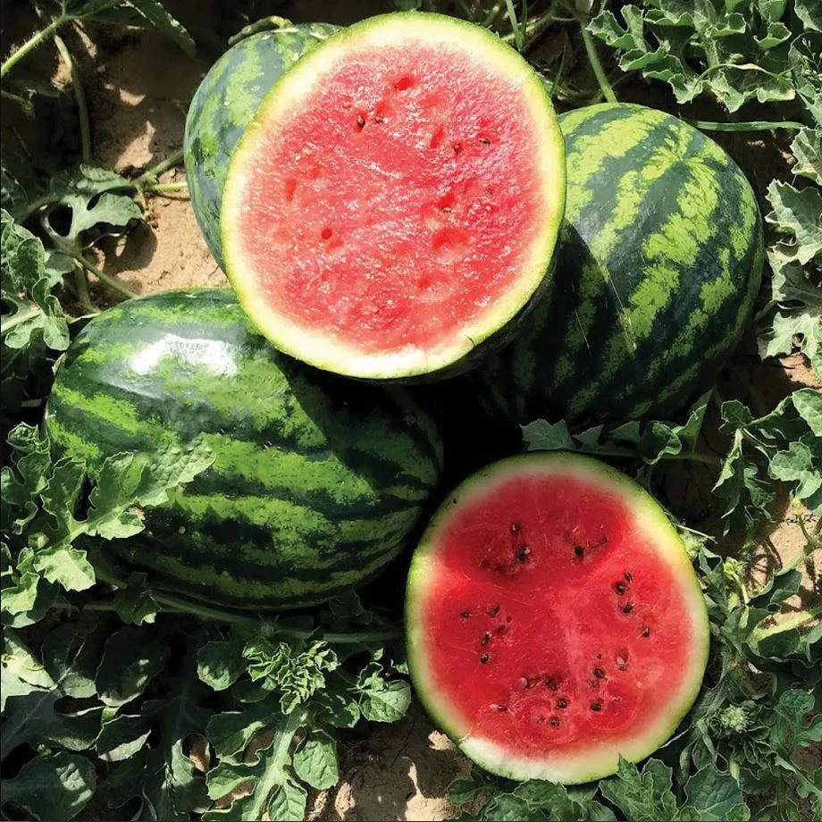 Mini Mike F1 Melon