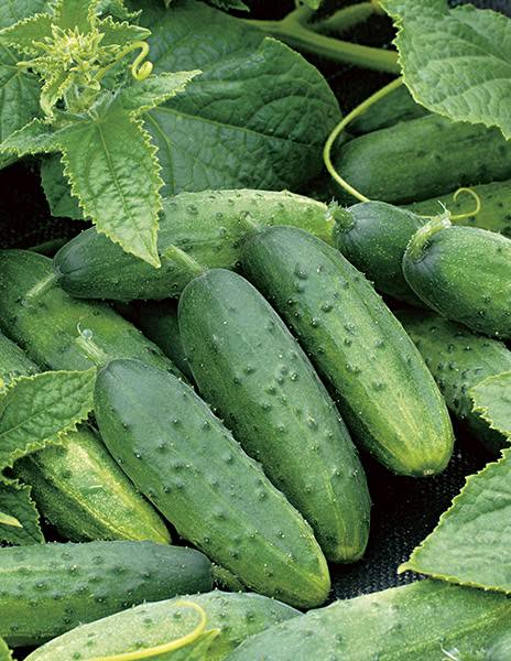 Wisconsin SMR-58 Cucumber Seeds online shopping