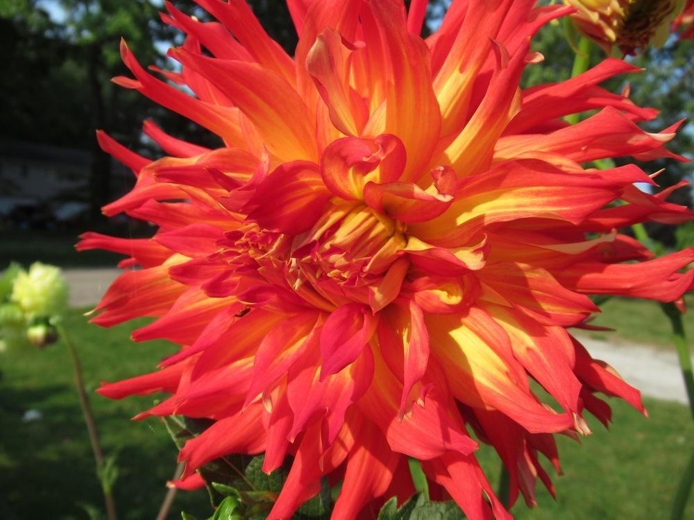 Fired Up Dahlia