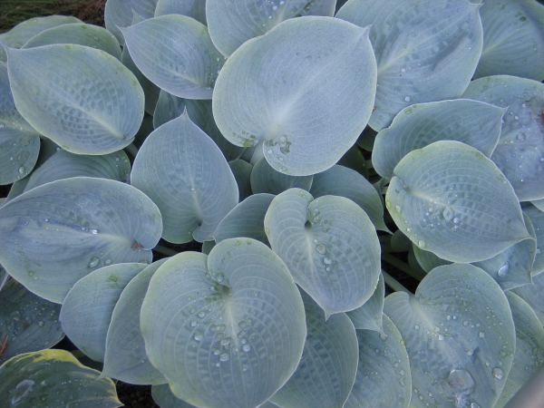 Parisian Silk Hosta Plants online shopping
