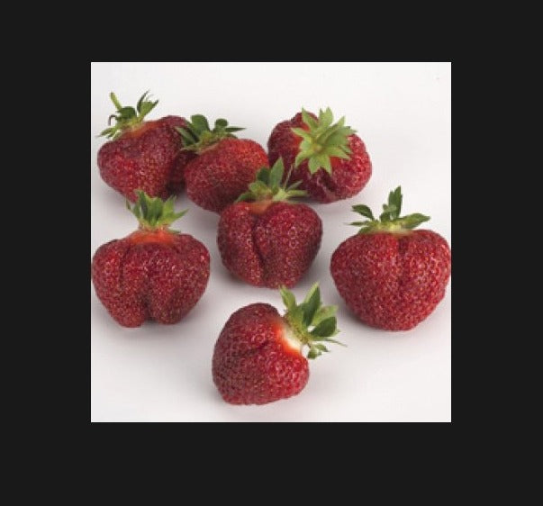 Brunswick Mid Season Strawberry