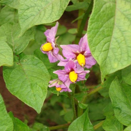 Red Gold Potato online shopping