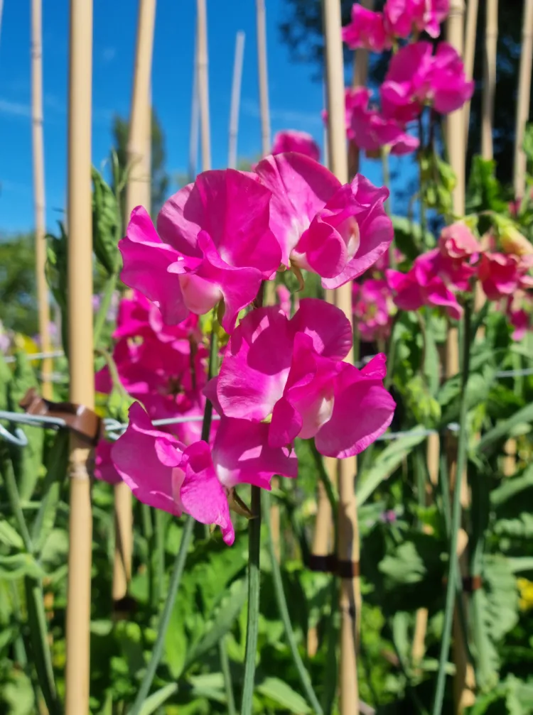Somerset Lady Sweet Pea seeds online shopping