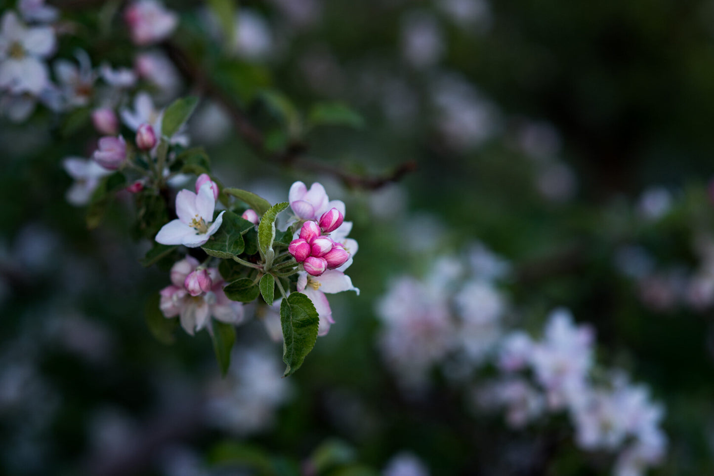 Ashmeads Kernel Heritage Apple