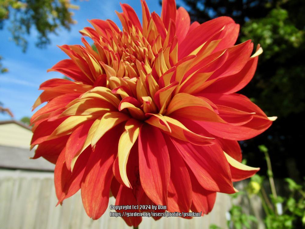 Nick Sr. Dahlia