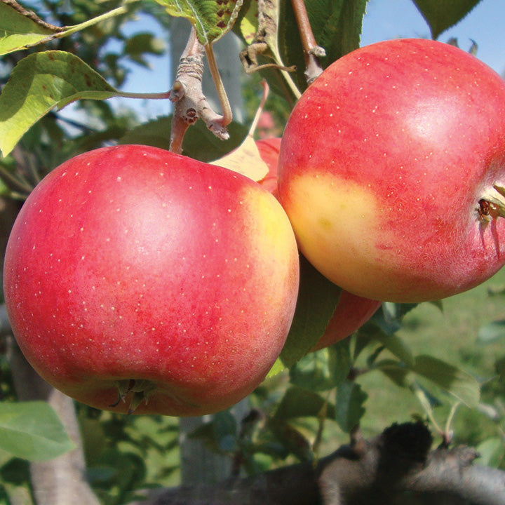 Pink Princess Red Fleshed Apple