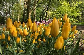 Big Smile Tulip Bulbs