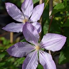 Mrs. Spencer Clematis Vine