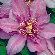 Walter Pennel Clematis Vine