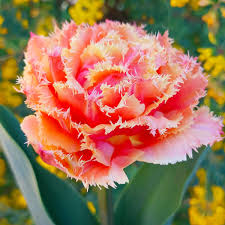 Brisbane Tulip Bulbs