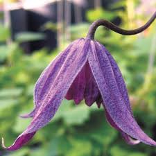 Koreana Brunet Clematis Vine