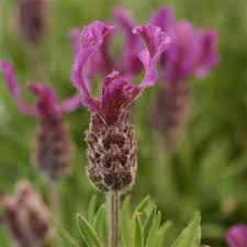 Lavandula stoechas Anouk Burgundy
