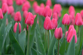 Cherry Delight Tulip Bulbs