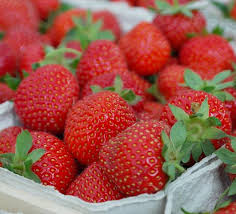 Éclair June Bearing Strawberry Plant
