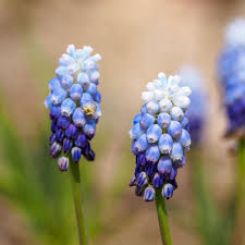 Mount Hood Muscari Bulbs