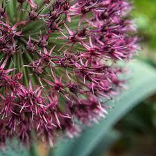 Red Giant Allium Bulbs