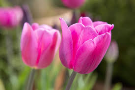 Don Quichotte Tulip Bulbs