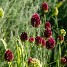 Sphaerocephalon Allium Bulbs