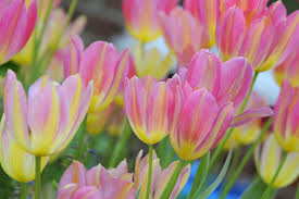 Antoinette Tulip Bulbs