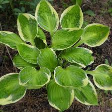 Captain’s Adventure Hosta Plant