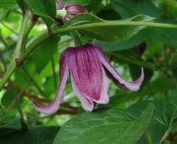 Jan Fopma Clematis Vine