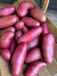 Red Emmalie Gourmet Potato