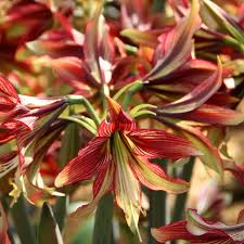 Mystica Amaryllis Bulbs