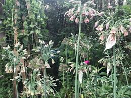 Bulgaricum Allium Bulbs