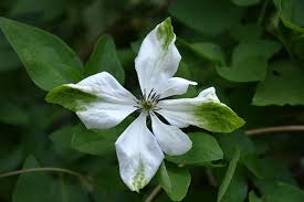 Viticella Alba Luxurians Clematis Vine