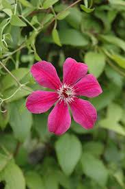 Allanah Clematis Vine