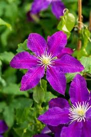 Epivo024 Picardy Clematis