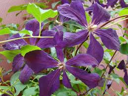 Negritjanka Clematis Vine