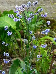Chinese Forget-Me-Nots Cynoglossum amabile Seeds online shopping