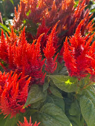 China Town Celosia Seeds online shopping