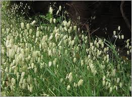 Quaking Grass Seeds online shopping