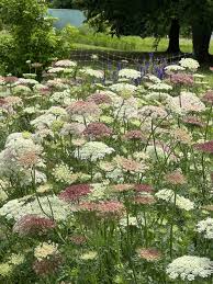 Purple Kisses Daucus (Ammi) Seeds online shopping